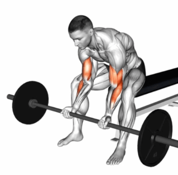 Barbell Seated Close Grip Concentration Curl