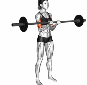 Barbell Standing Close Grip Curl