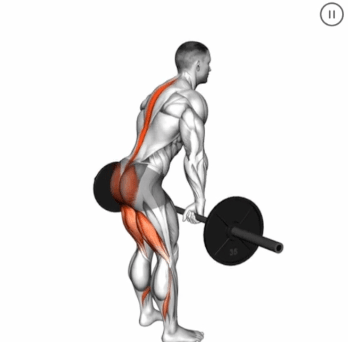 Barbell Stiff Legged Deadlift