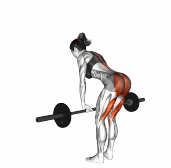 Barbell Straight Leg Deadlift