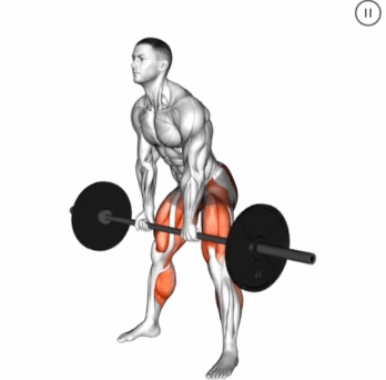 Barbell Sumo Deadlift