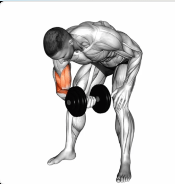 Standing Concentration Curl