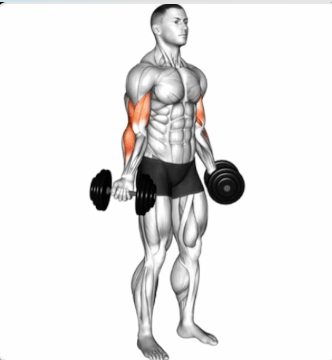 Standing Inner Biceps Curl