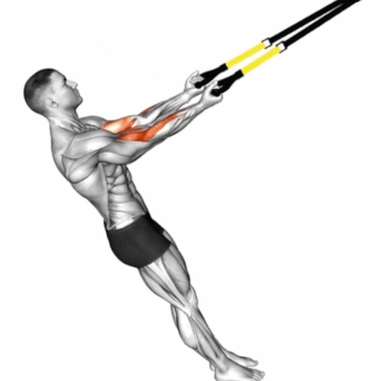 Suspender Arm Curl